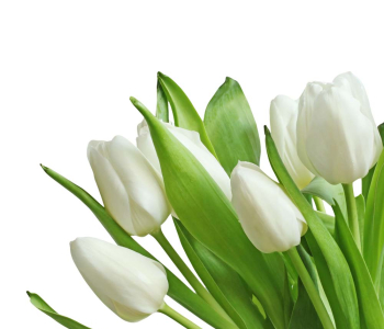 Цветы и растения - 132 | Wall-Style