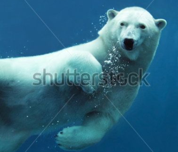 Животные - 70 | Wall-Style