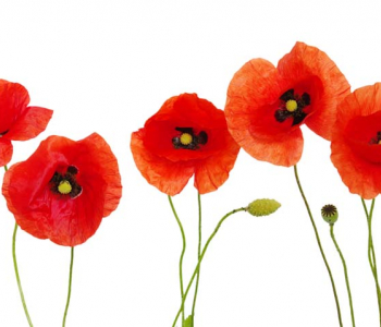 Цветы и растения - 47 | Wall-Style