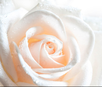 Цветы и растения - 165 | Wall-Style