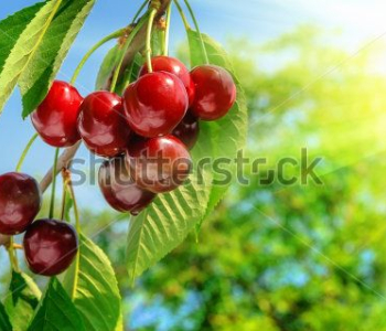 Еда и напитки - 203 | Wall-Style