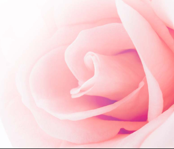 Цветы и растения - 157 | Wall-Style