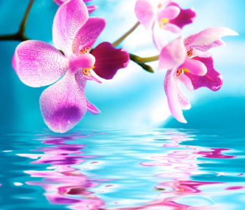 Цветы и растения - 75 | Wall-Style