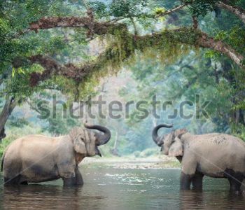 Животные - 81 | Wall-Style