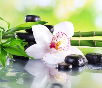 Цветы и растения - 2 | Wall-Style