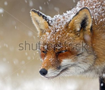 Животные - 198 | Wall-Style