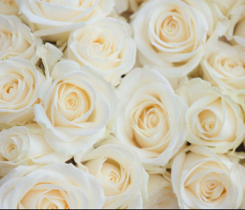 Цветы и растения - 164 | Wall-Style