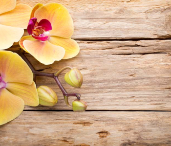 Цветы и растения - 174 | Wall-Style