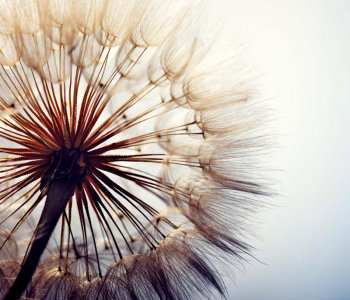 Цветы и растения - 57 | Wall-Style