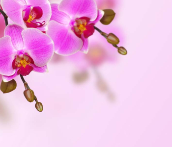 Цветы и растения - 196 | Wall-Style