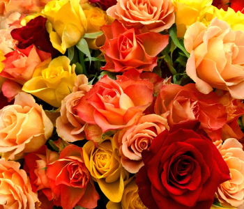 Цветы и растения - 132 | Wall-Style