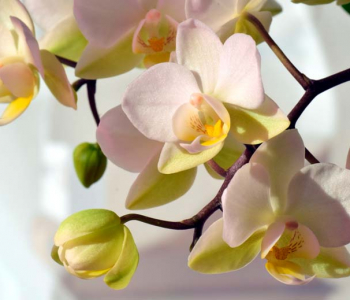 Цветы и растения - 164 | Wall-Style