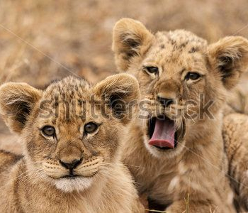 Животные - 64 | Wall-Style