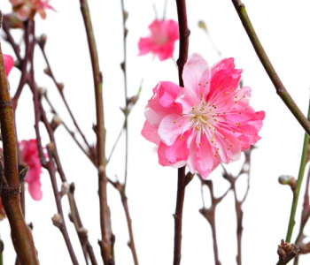 Цветы и растения - 23 | Wall-Style