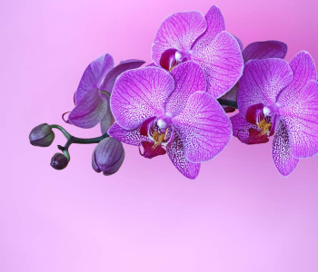 Цветы и растения - 119 | Wall-Style