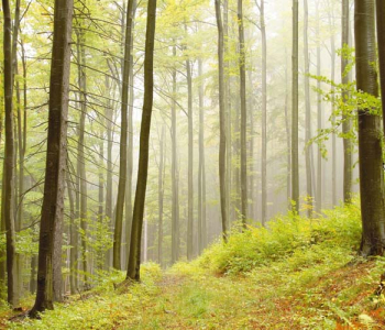 Природа - 59 | Wall-Style