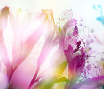 Цветы и растения - 73 | Wall-Style