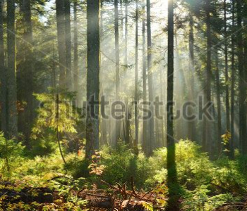 Природа - 150 | Wall-Style