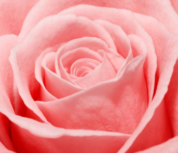 Цветы и растения - 160 | Wall-Style