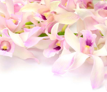 Цветы и растения - 24 | Wall-Style