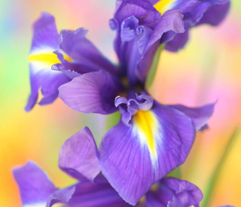 Цветы и растения - 122 | Wall-Style