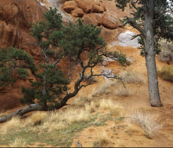 Природа - 220 | Wall-Style