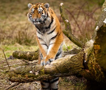 Животные - 32 | Wall-Style