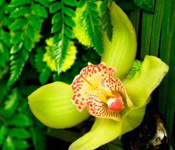 Цветы и растения - 10 | Wall-Style