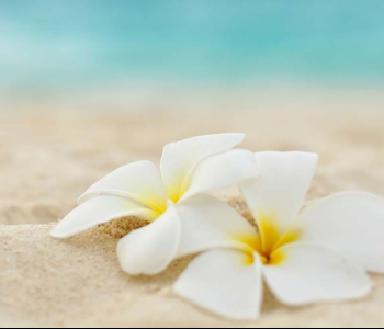 Цветы и растения - 139 | Wall-Style