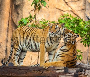 Животные - 45 | Wall-Style