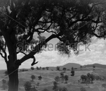 Природа - 491 | Wall-Style