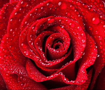 Цветы и растения - 156 | Wall-Style