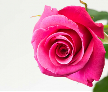 Цветы и растения - 159 | Wall-Style