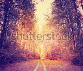 Природа - 174 | Wall-Style