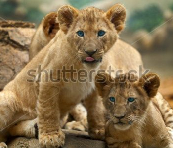 Животные - 55 | Wall-Style