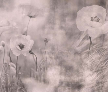 Цветы и растения - 207 | Wall-Style