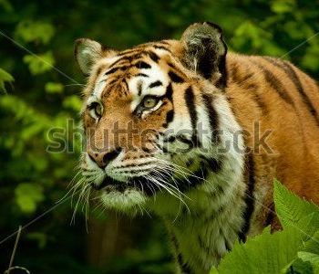 Животные - 79 | Wall-Style