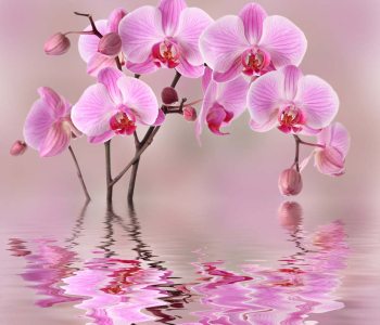 Цветы и растения - 185 | Wall-Style