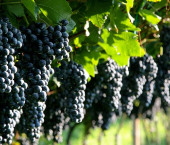 Еда и напитки - 27 | Wall-Style