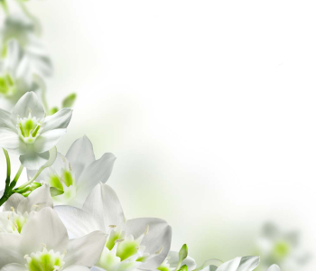 Цветы и растения - 110 | Wall-Style