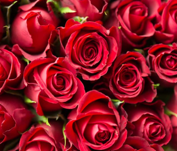 Цветы и растения - 196 | Wall-Style