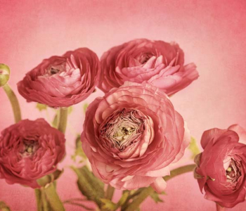 Цветы и растения - 83 | Wall-Style