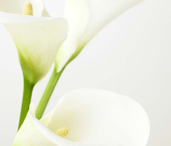 Цветы и растения - 53 | Wall-Style