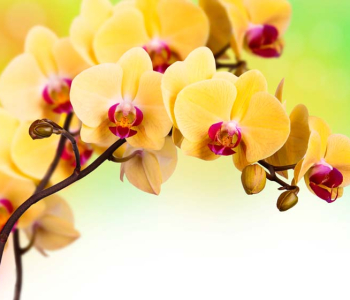 Цветы и растения - 178 | Wall-Style