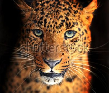 Животные - 45 | Wall-Style