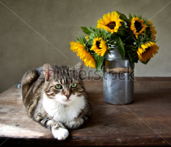 Животные - 35 | Wall-Style