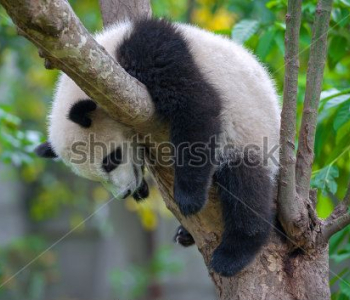 Животные - 19 | Wall-Style