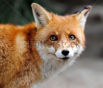 Животные - 67 | Wall-Style