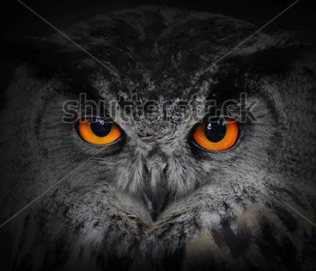 Животные - 67 | Wall-Style