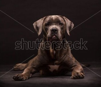 Животные - 20 | Wall-Style